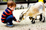 iStock Child Feeding Goat