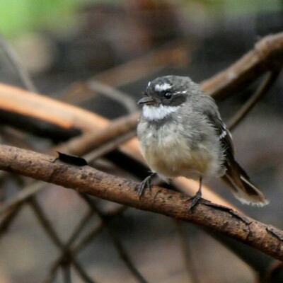 Gallery on Bushcare image 4