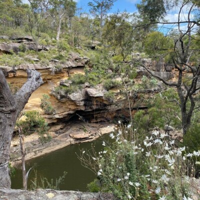 Gallery on Bushcare image 5