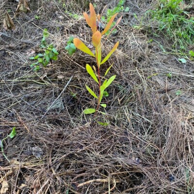 Gallery on Bushcare image 11