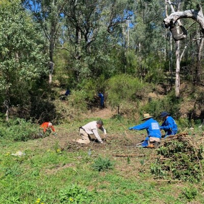 Gallery on Bushcare image 9