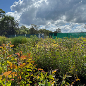 Community Nursery