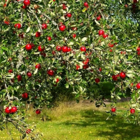 Fruit Trees for Wollondilly