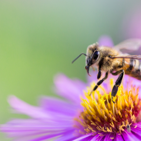 Introduction to Natural Beekeeping