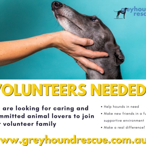 Greyhound Volunteer Recruitment Drive