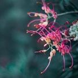 Biodiversity