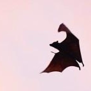 Flying Foxes