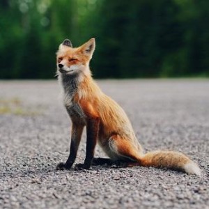 Fox Trapping Program