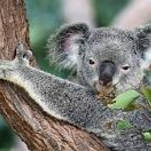 Wollondilly Koala Conservation Project