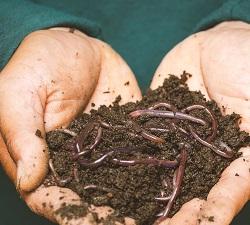 Person holding worms