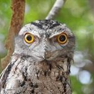 Caring for Wildlife