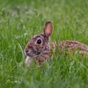 Wild Rabbit Management Program