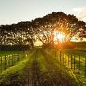 Trees on Private Property