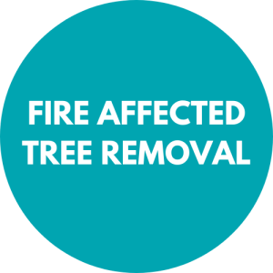Fire Affected Tree Removal