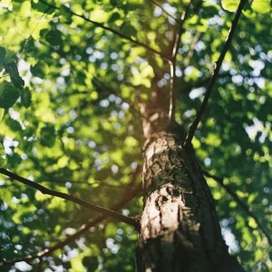 10/50 Vegetation Clearing Scheme