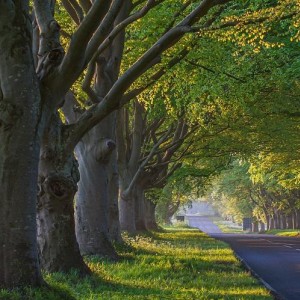 Tree Management Application