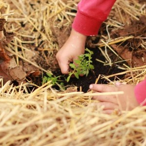 New- Tree Planting