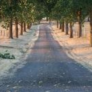 Trees on Public Land