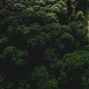 Clearing of Native Vegetation