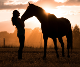 Horse on rural setting