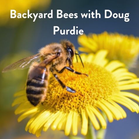 Backyard Bees with Doug Purdie Online Event