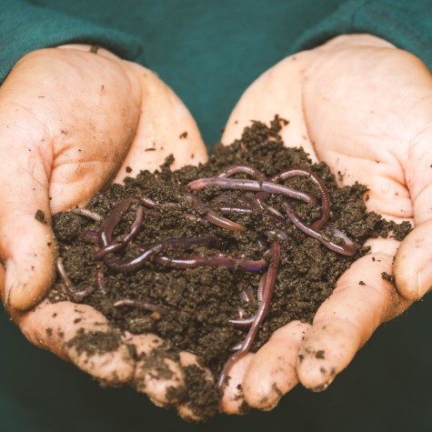 Worm Farming and Recycling Workshop with the Dilly Wanderer