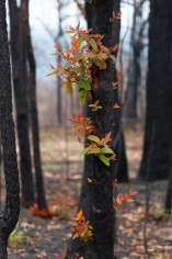 Tree with new growth