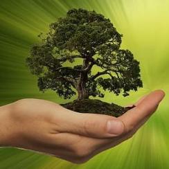 sustainability hand keep tree Cropped